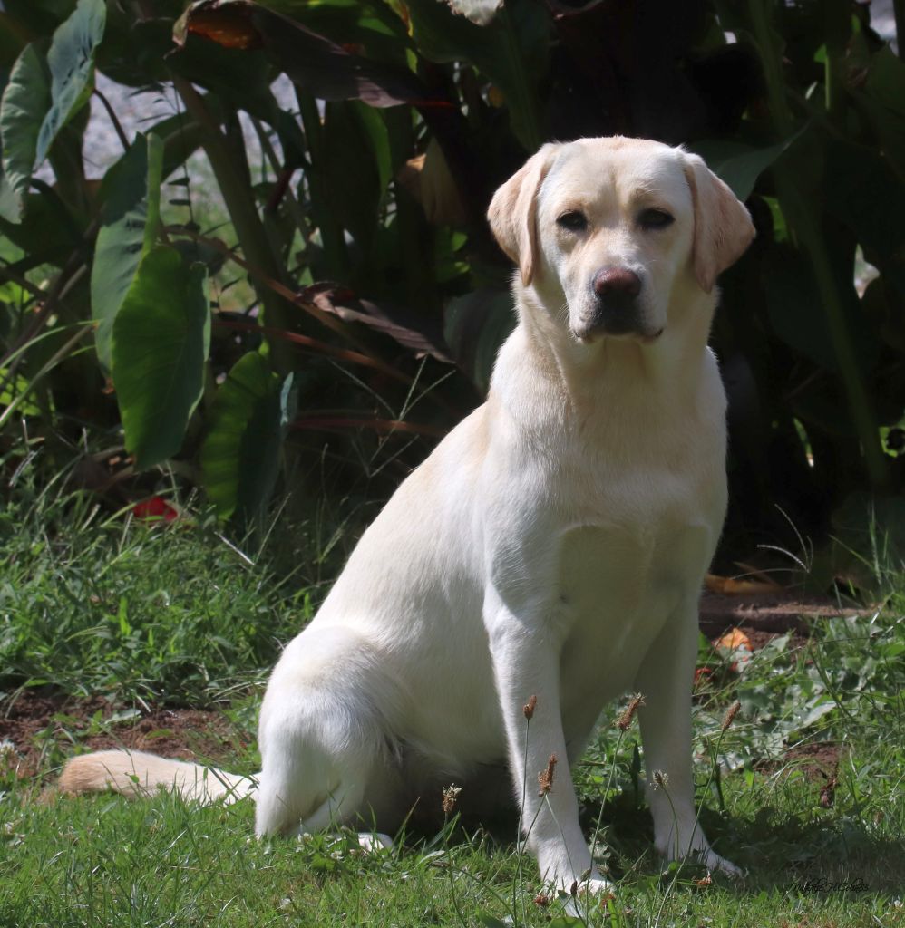 Les Labrador Retriever de l'affixe Of The Seventh Wave