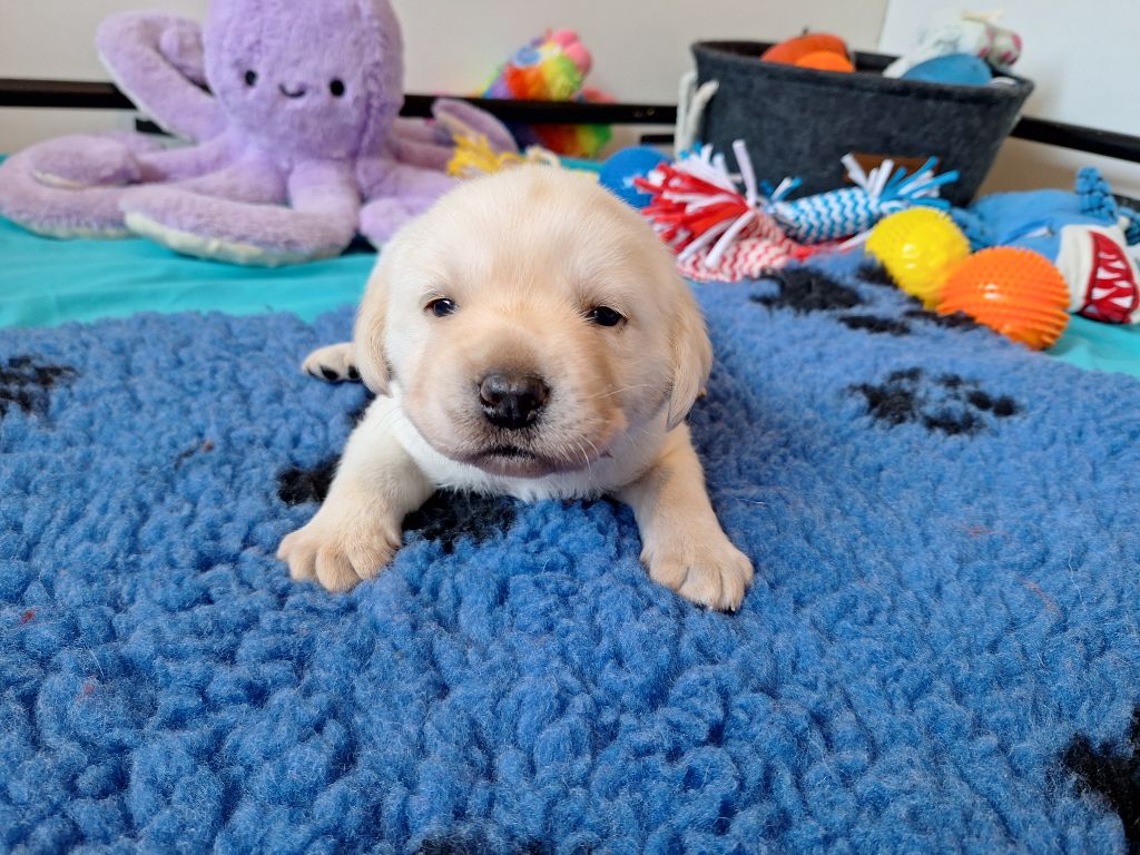 Of The Seventh Wave - Chiot disponible  - Labrador Retriever