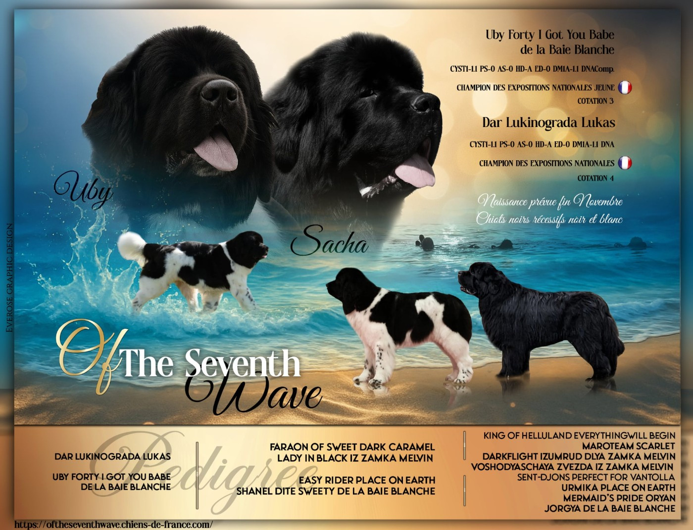 Naissance de 8 magnifiques chiots Terre neuve le 26 Novembre 2025 issus du prestigieux mariage entre Uby Forty et Sacha