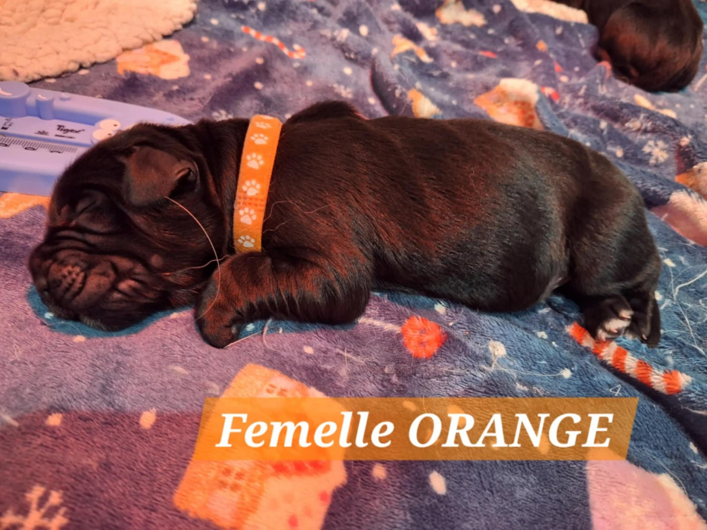 Of The Seventh Wave - Chiots disponibles - Terre-neuve