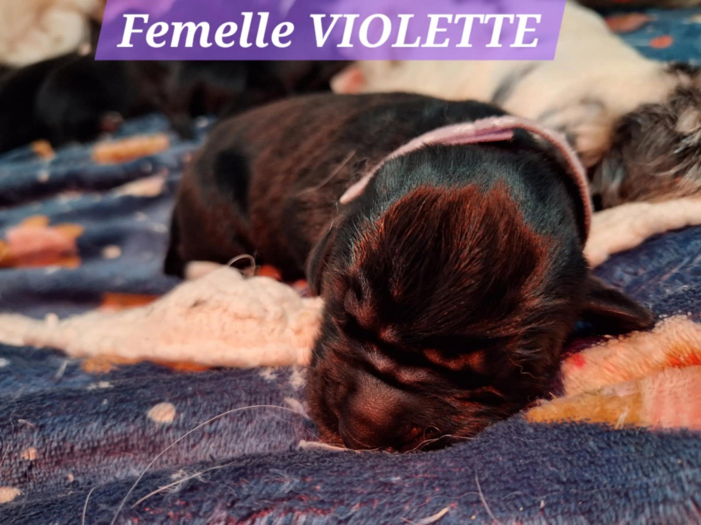 Of The Seventh Wave - Chiots disponibles - Terre-neuve