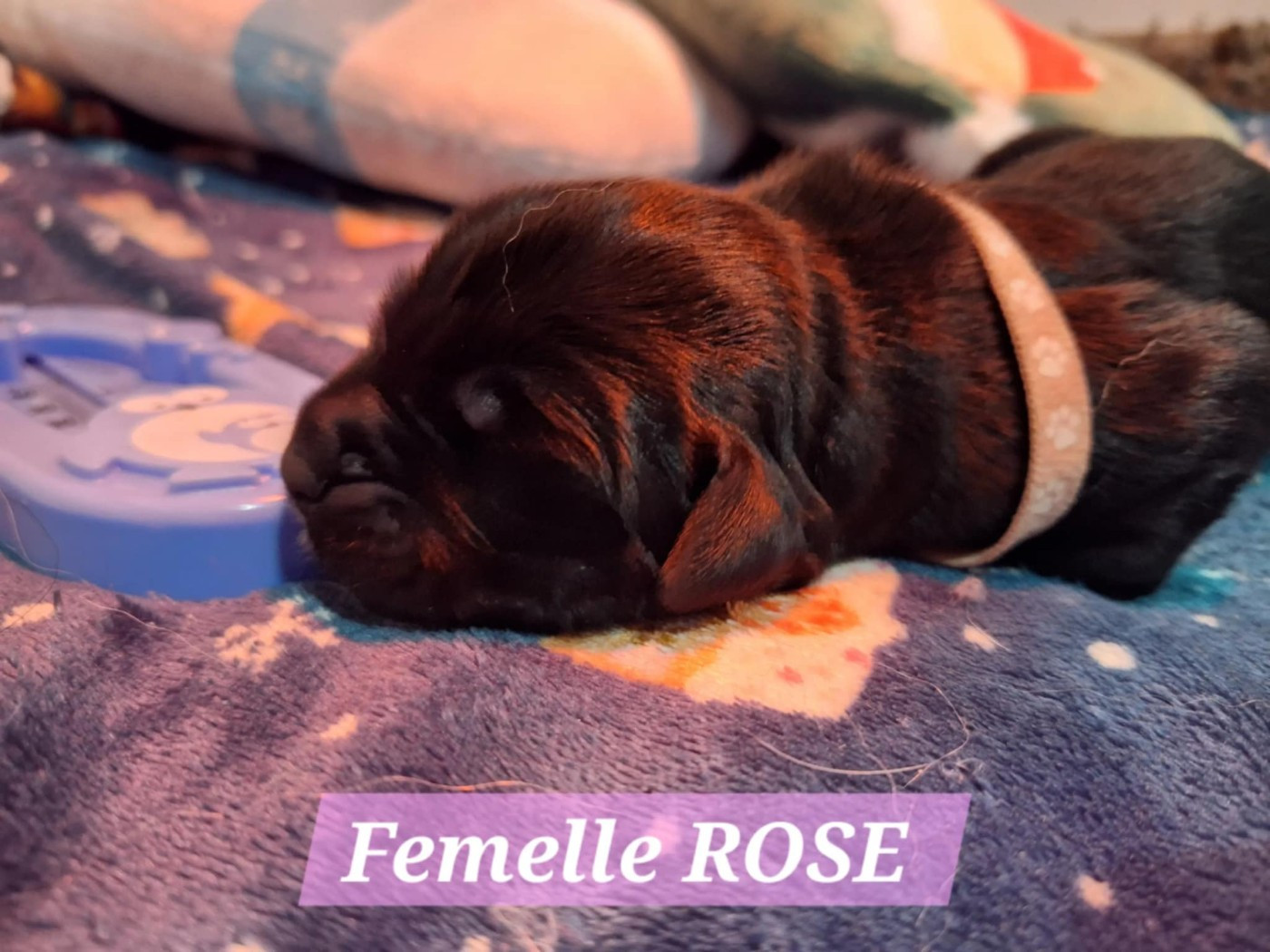 Of The Seventh Wave - Chiots disponibles - Terre-neuve