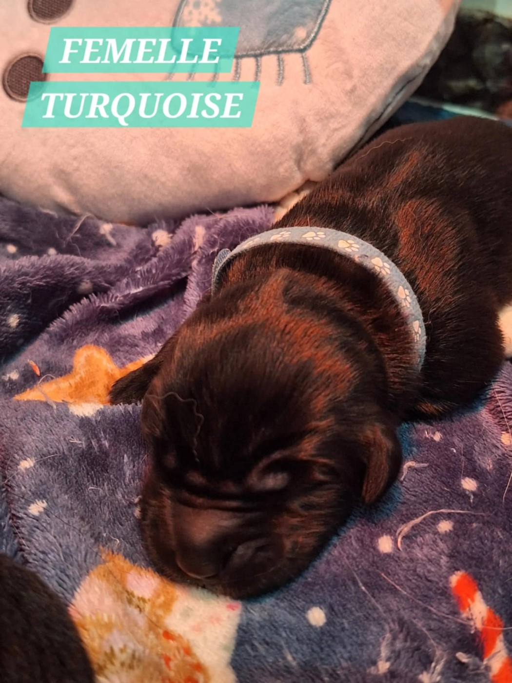 Of The Seventh Wave - Chiots disponibles - Terre-neuve