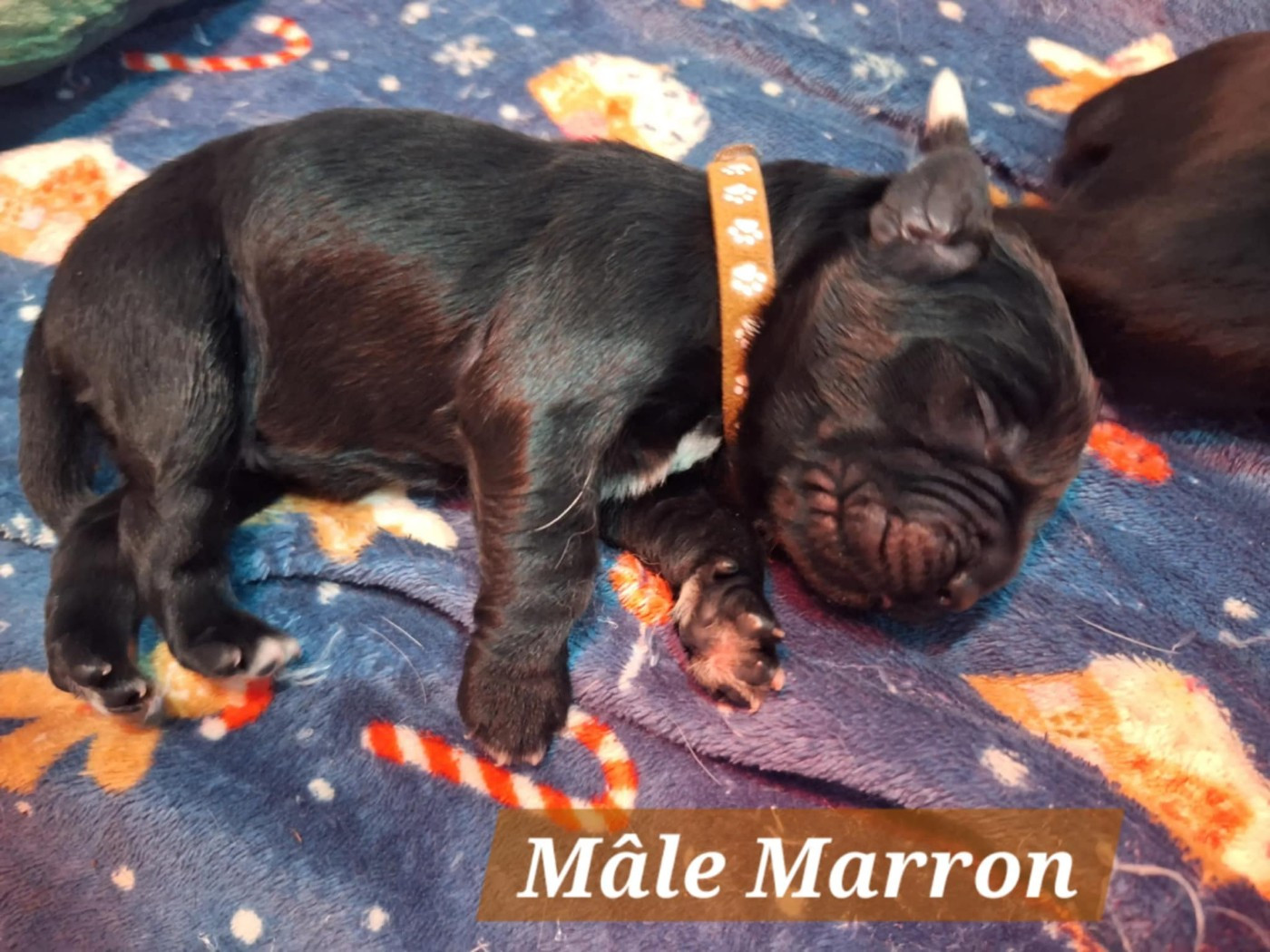 Of The Seventh Wave - Chiots disponibles - Terre-neuve