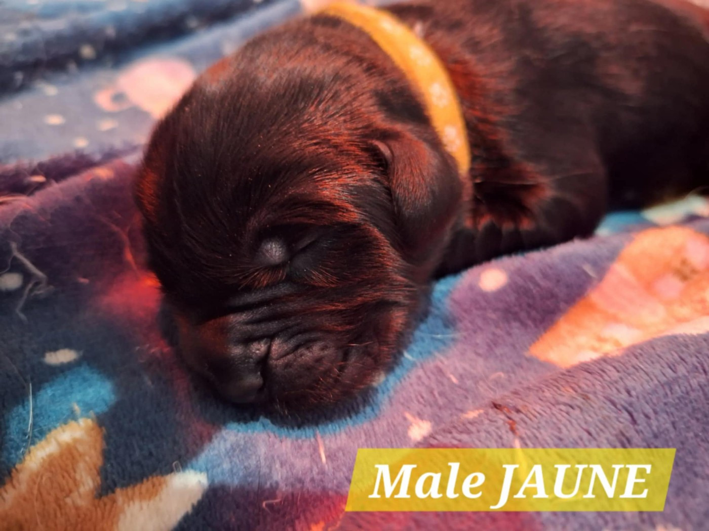 Of The Seventh Wave - Chiots disponibles - Terre-neuve