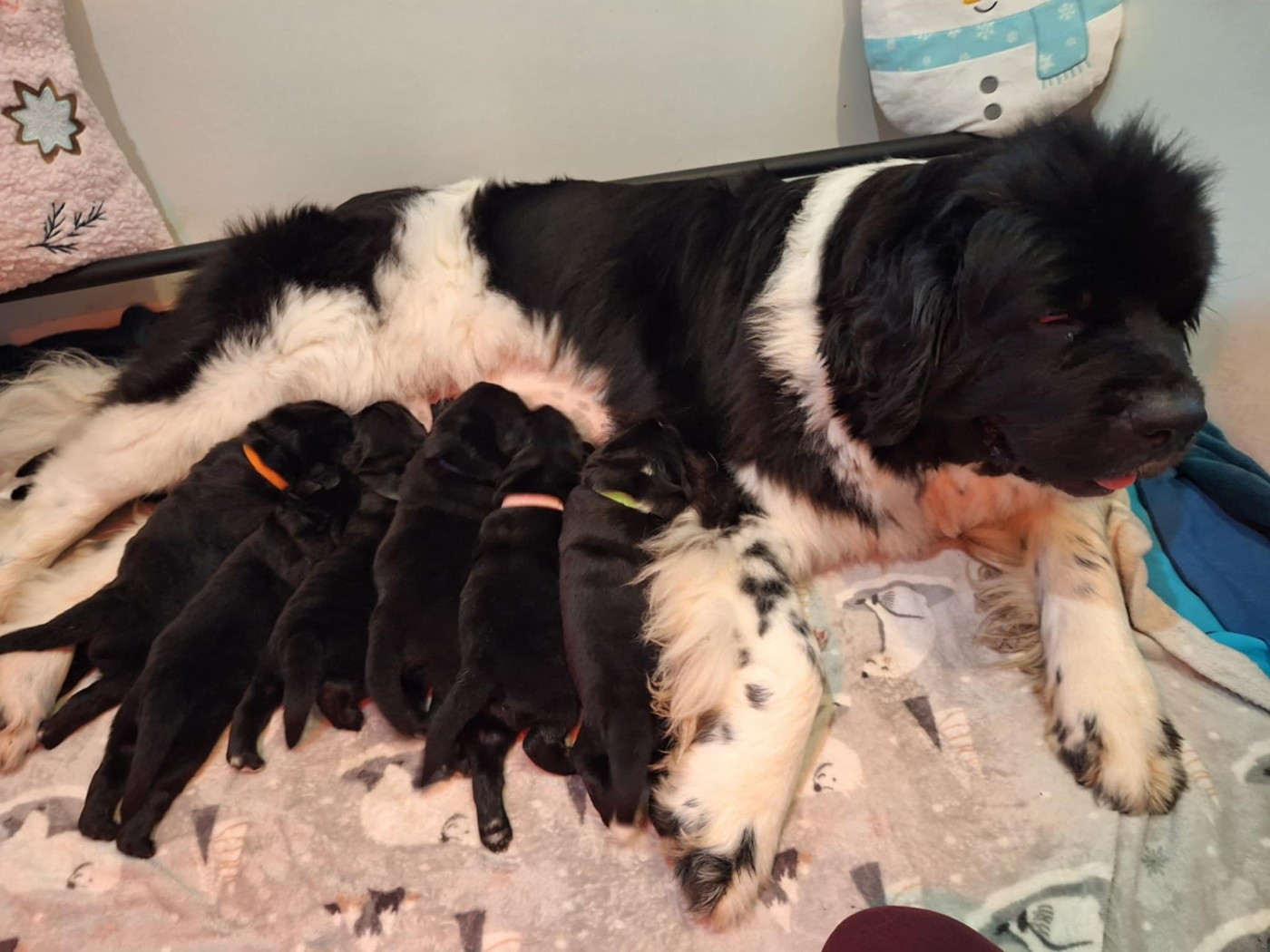 Of The Seventh Wave - Terre-neuve - Portée née le 26/11/2025