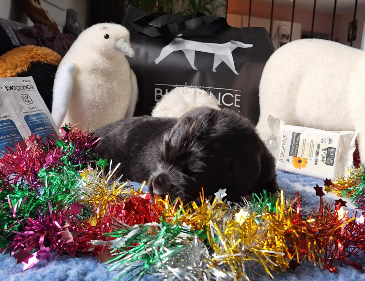 Of The Seventh Wave - Chiots disponibles - Terre-neuve