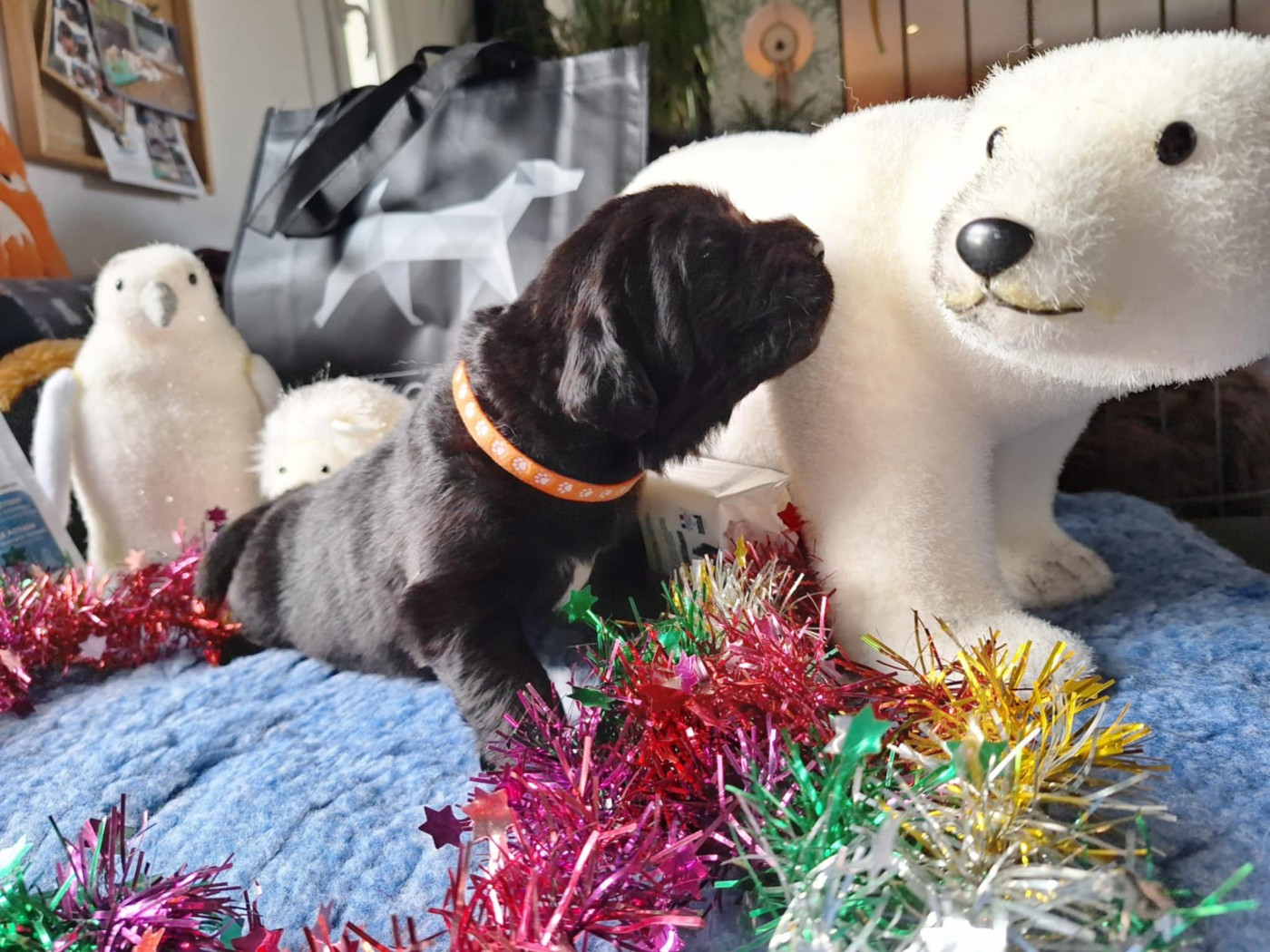 Of The Seventh Wave - Chiots disponibles - Terre-neuve