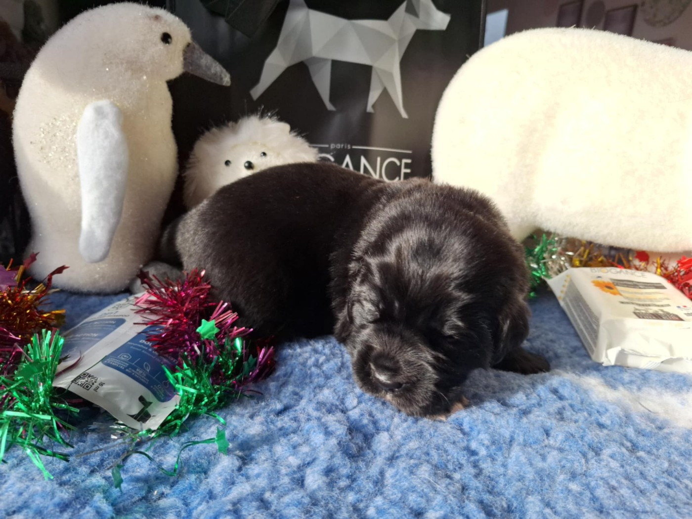 Of The Seventh Wave - Chiots disponibles - Terre-neuve