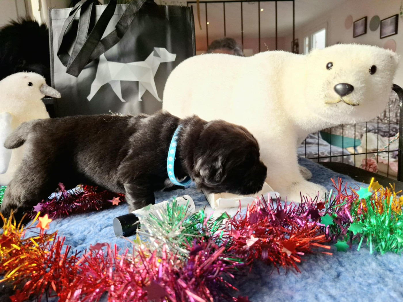 Of The Seventh Wave - Chiots disponibles - Terre-neuve