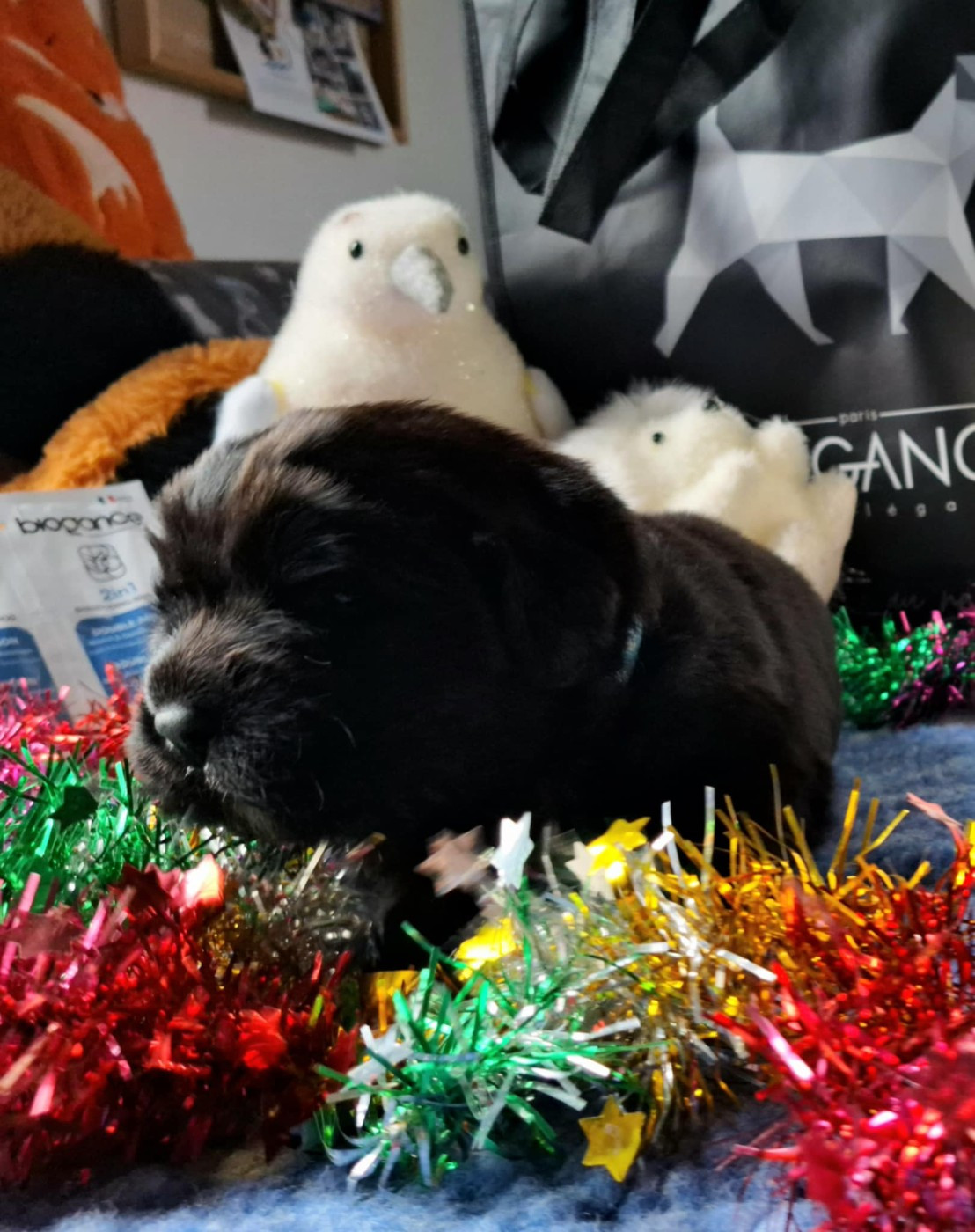 Of The Seventh Wave - Chiots disponibles - Terre-neuve