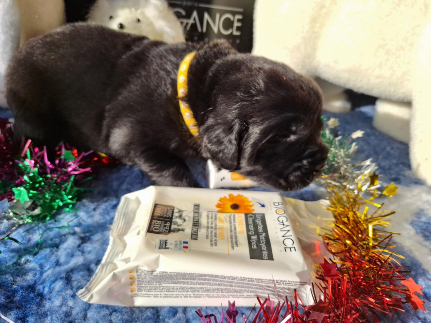 Of The Seventh Wave - Chiots disponibles - Terre-neuve