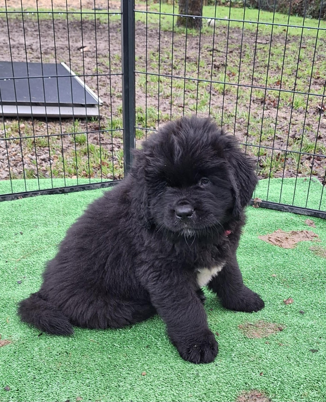 Of The Seventh Wave - Chiots disponibles - Terre-neuve