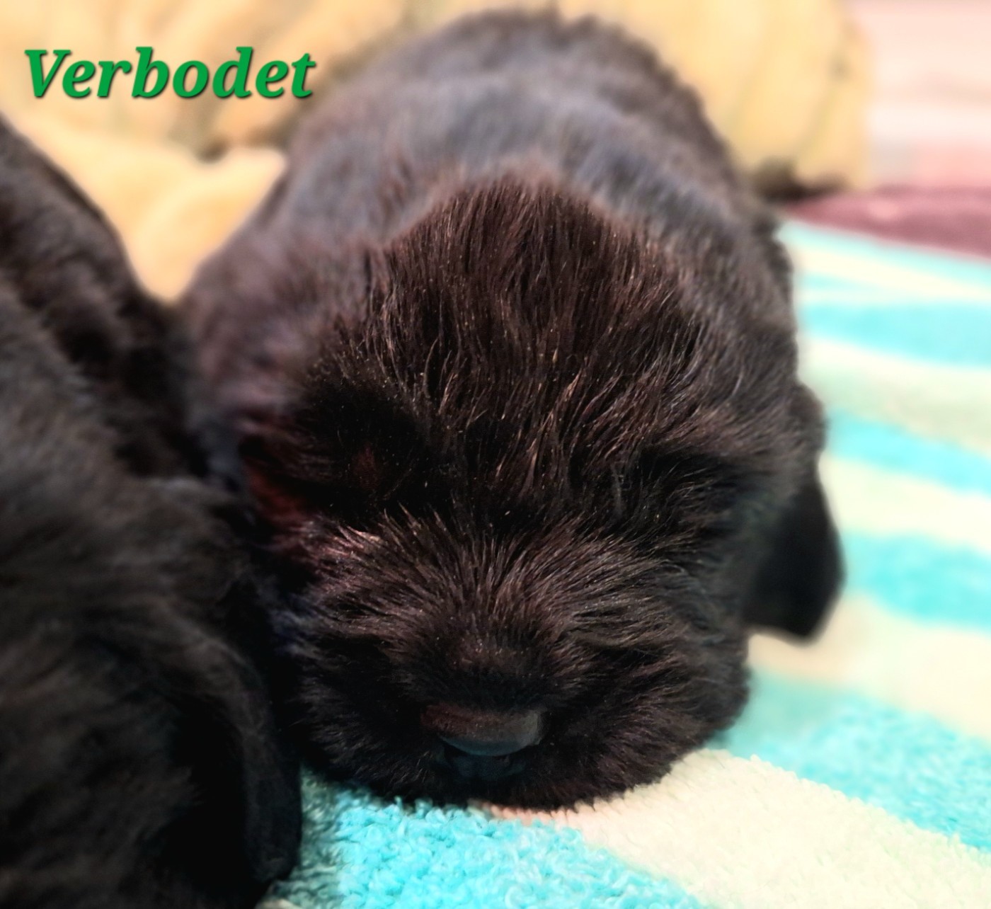 Of The Seventh Wave - Chiots disponibles - Terre-neuve