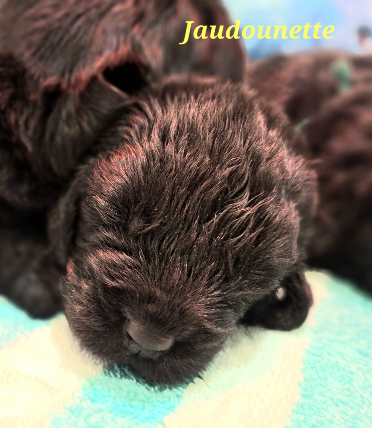 Of The Seventh Wave - Chiots disponibles - Terre-neuve