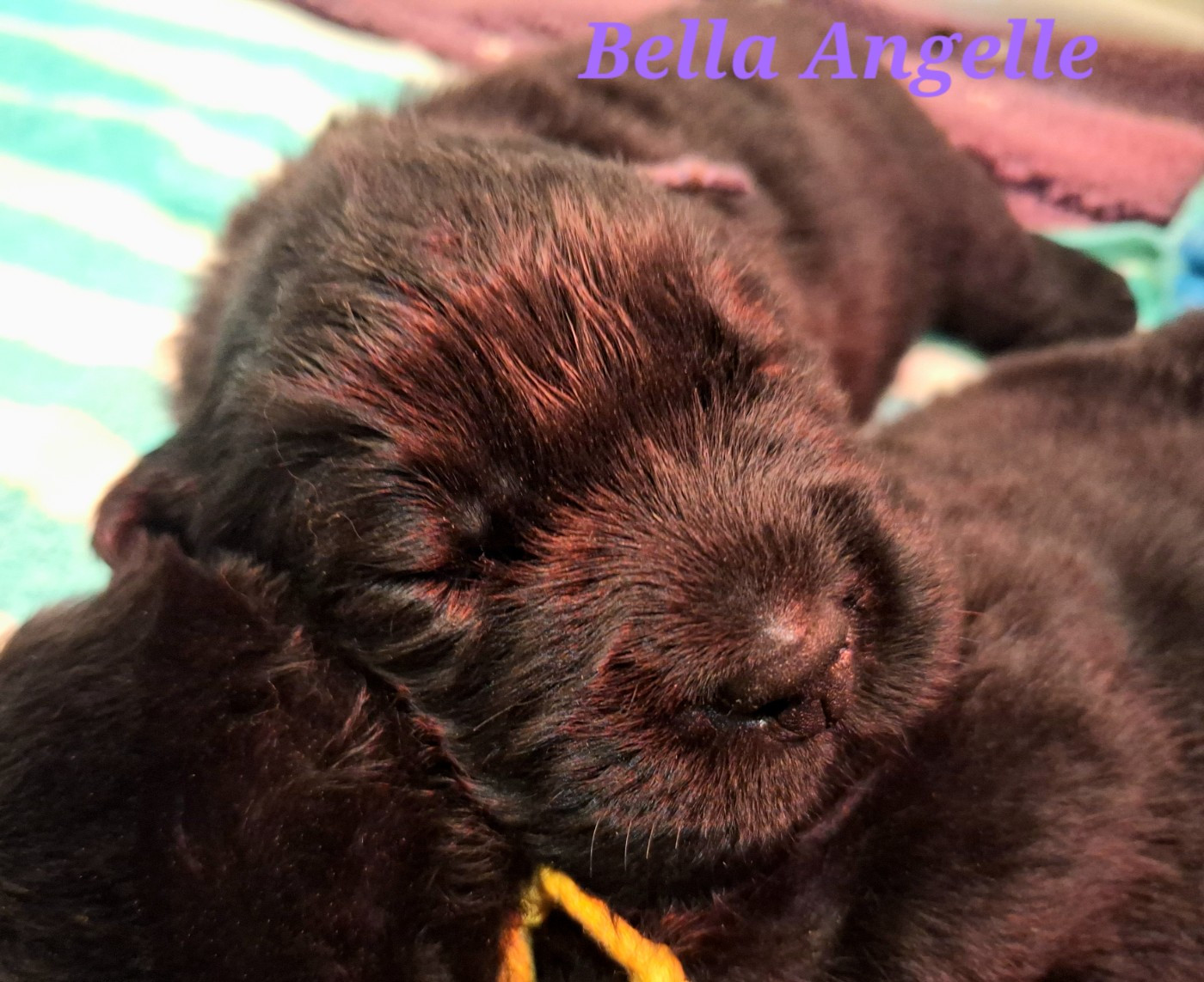 Of The Seventh Wave - Chiots disponibles - Terre-neuve