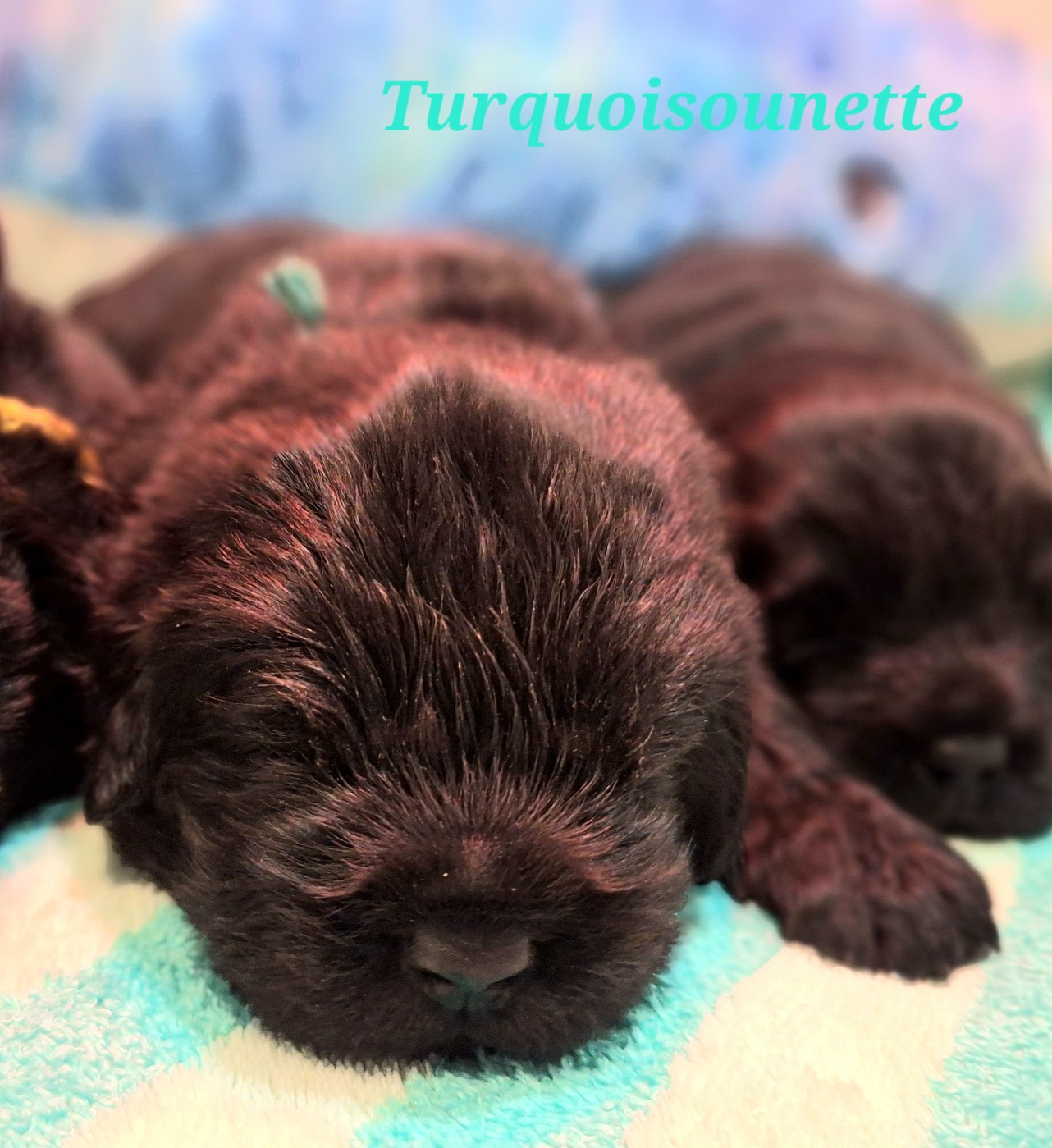 Of The Seventh Wave - Chiots disponibles - Terre-neuve