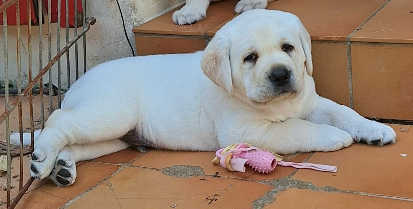 Of The Seventh Wave - Chiots disponibles - Labrador Retriever