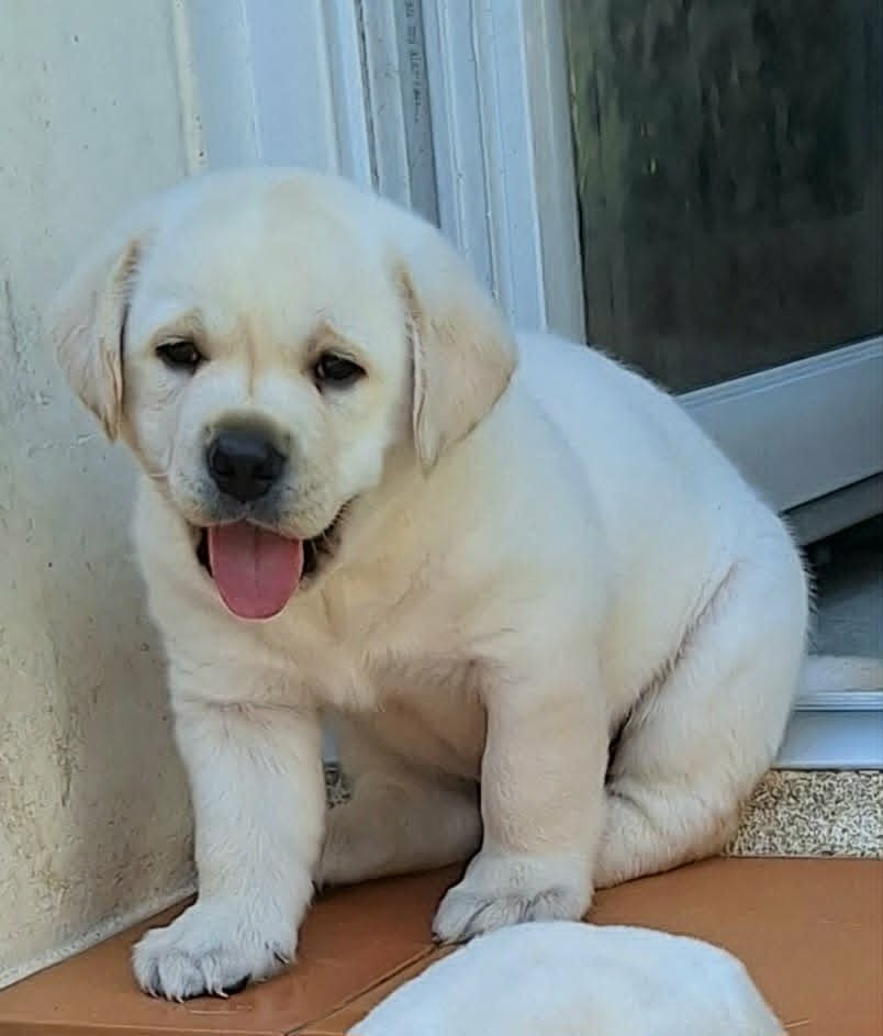 Of The Seventh Wave - Chiots disponibles - Labrador Retriever