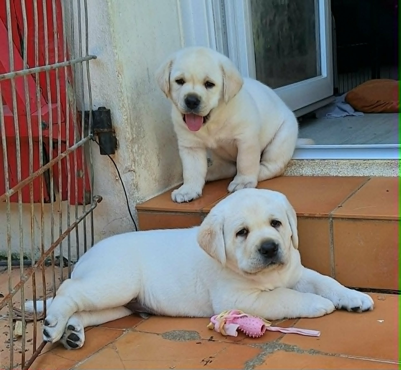 Chiot Labrador Retriever Of The Seventh Wave